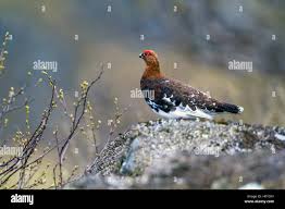 Attēlu rezultāti vaicājumam “Lagopus lagopus male”