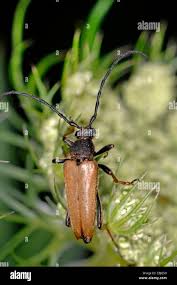 Attēlu rezultāti vaicājumam “Leptura rubra”