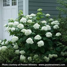 Attēlu rezultāti vaicājumam “Hydrangea arborescens”