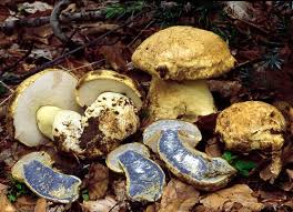 Attēlu rezultāti vaicājumam “Gyroporus cyanescens”