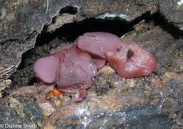 Attēlu rezultāti vaicājumam “Ascocoryne cylichnium”