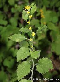 Attēlu rezultāti vaicājumam “Solidago virgaurea bud”