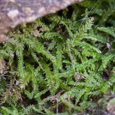 Attēlu rezultāti vaicājumam “Harpanthus flotovianus”