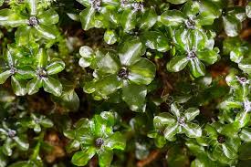 Attēlu rezultāti vaicājumam “Pseudobryum cinclidioides”