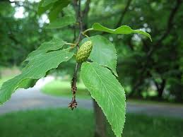 Attēlu rezultāti vaicājumam “Betula alleghaniensis fruit”