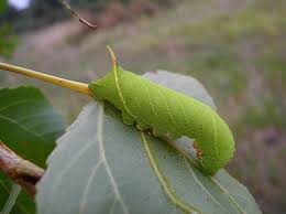 Attēlu rezultāti vaicājumam “Laothoe populi larva”