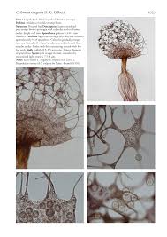 Attēlu rezultāti vaicājumam “Cribraria oregana macro”
