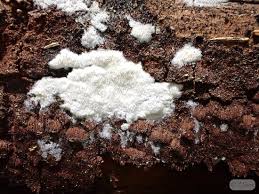 Attēlu rezultāti vaicājumam “Skeletocutis brevispora”