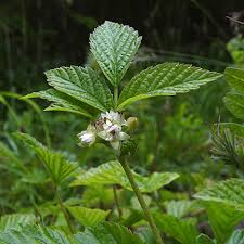 Attēlu rezultāti vaicājumam “Rubus saxatilis flower”