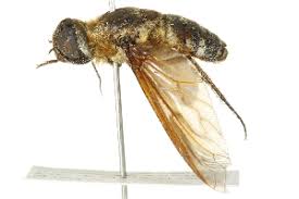 Attēlu rezultāti vaicājumam “Exoprosopa capucina”