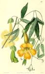 <b>Bignoniaceae</b> Juss.