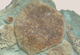 Attēlu rezultāti vaicājumam “Laccognathus panderi”