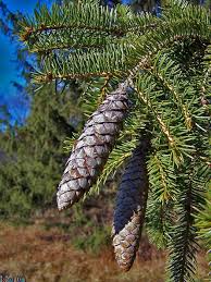 Attēlu rezultāti vaicājumam “Picea abies fruit”