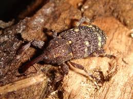 Attēlu rezultāti vaicājumam “Pissodes castaneus”