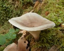 Attēlu rezultāti vaicājumam “Polyporus tubaeformis”
