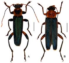 Attēlu rezultāti vaicājumam “Melandryidae”