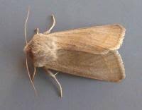 Attēlu rezultāti vaicājumam “Orthosia opima”