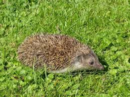 Attēlu rezultāti vaicājumam “Erinaceus roumanicus”