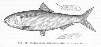 Image result for Alosa alosa