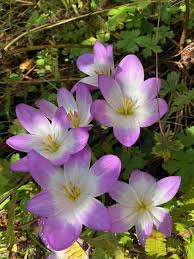 Attēlu rezultāti vaicājumam “Colchicum autumnale flower”