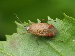 Attēlu rezultāti vaicājumam “Psallus sp.”