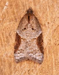 Attēlu rezultāti vaicājumam “Acleris bergmanniana”