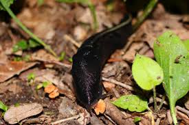 Attēlu rezultāti vaicājumam “Limax cinereoniger”