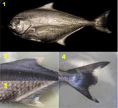 Image result for Eumegistus illustris