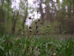 Attēlu rezultāti vaicājumam “Luzula pilosa flower”