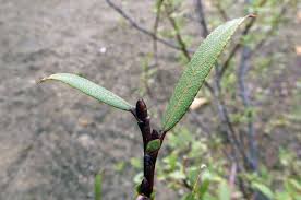 Attēlu rezultāti vaicājumam “Salix triandra fruit”