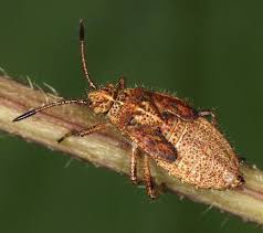 Attēlu rezultāti vaicājumam “Corizus hyoscyami”