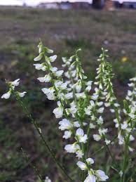 Attēlu rezultāti vaicājumam “Melilotus albus”
