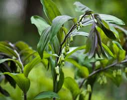 Attēlu rezultāti vaicājumam “Polygonatum odoratum bud”