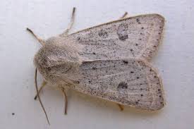 Attēlu rezultāti vaicājumam “Orthosia gracilis”