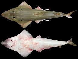 Image result for Rhynchobatus australiae