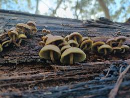 Attēlu rezultāti vaicājumam “Hypholoma sp.”
