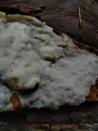 Attēlu rezultāti vaicājumam “Skeletocutis brevispora”