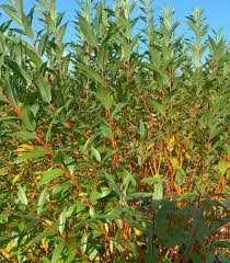 Attēlu rezultāti vaicājumam “Salix”