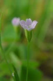 Attēlu rezultāti vaicājumam “Gypsophila muralis fruit”