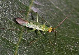 Attēlu rezultāti vaicājumam “Blepharidopterus angulatus imago”