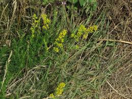 Attēlu rezultāti vaicājumam “Galium verum bud”