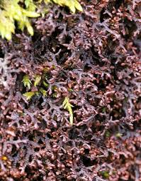 Attēlu rezultāti vaicājumam “Frullania tamarisci”