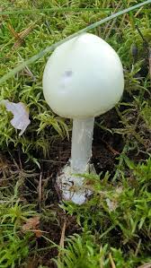 Attēlu rezultāti vaicājumam “Amanita citrina”