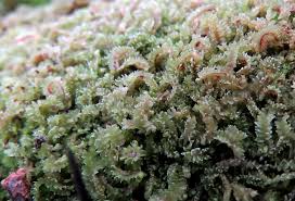 Attēlu rezultāti vaicājumam “Lophozia longiflora”