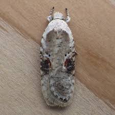 Attēlu rezultāti vaicājumam “Depressariidae”