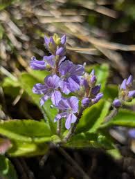 Image result for Veronica officinalis