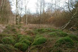 Attēlu rezultāti vaicājumam “Aulacomnium”