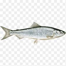 Image result for Coregonus albula