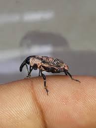 Image result for Coleoptera Curculionoidea