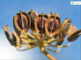 Attēlu rezultāti vaicājumam “Pastinaca sativa subsp. sylvestris fruit”